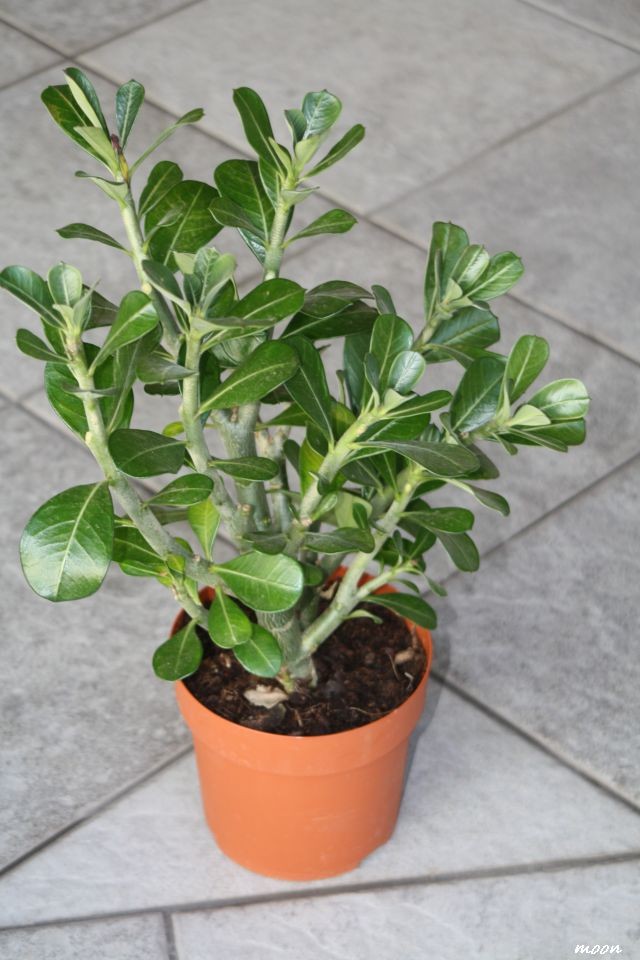 Adenium
